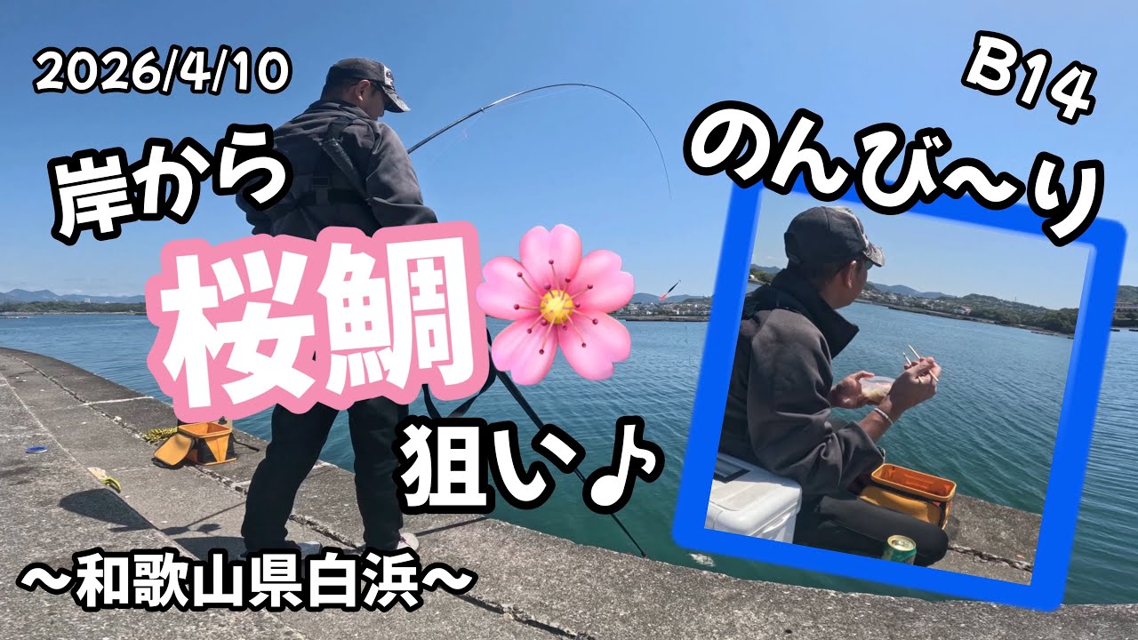 B14【岸から桜鯛狙い🌸】in和歌山県白浜
