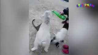 Разные приколы с разными животными. Наглый кот. Разные приколы с разными животными. Наглый кот.