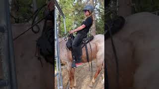 Ronnie Under Saddle