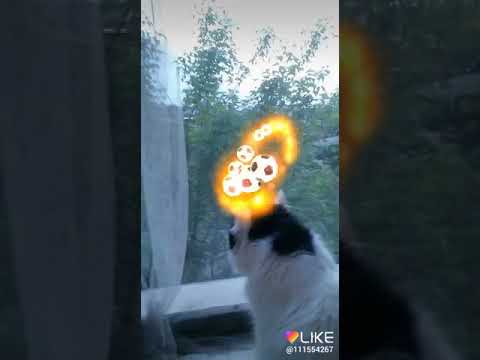 Мои животные в лайке#