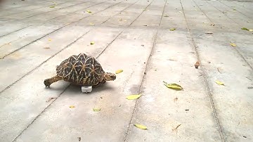 Watch this tortoise zip around on her new prosthetic wheels