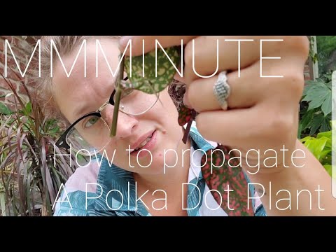 Video: Starting Polka Dot Plants - How To Propagate a Polka Dot Plant