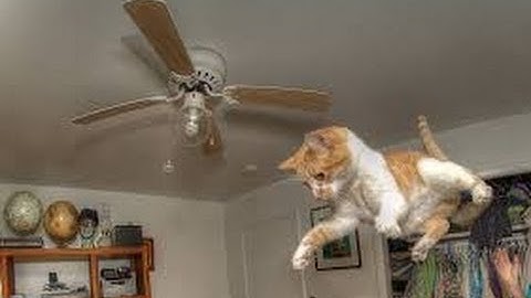 funny cat videos -  funny cat believe can fly (jump fail 2015)