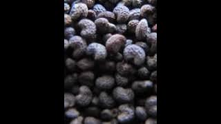 Aguonų sėklos: ir skanu, ir sveika