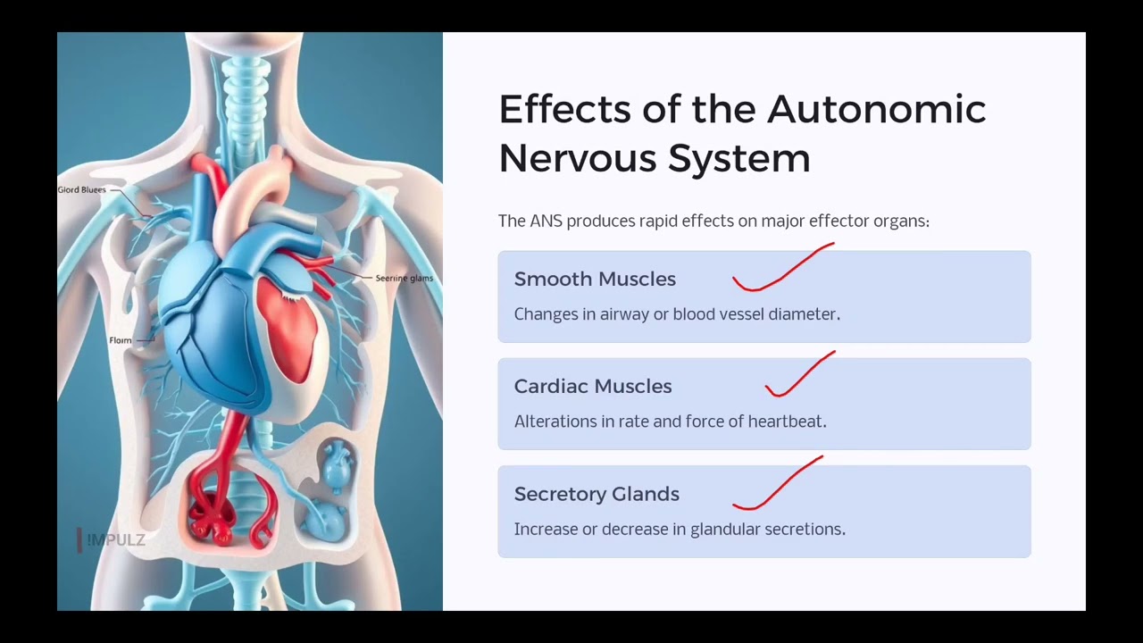 drug acting on ANS semester four part 1