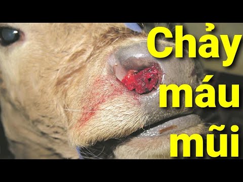 Video: Hỏi bác sĩ thú y: Nguyên nhân gây chảy máu cam ở chó?