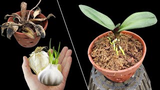 Few people know that garlic sprouts help orchids recover faster than ever