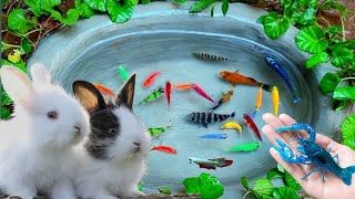 Catching Goldfish, Koi Fish, Glofish Tetra, Glofish Tiger, Manfish, Lemon Fish, Zebra Fish 3