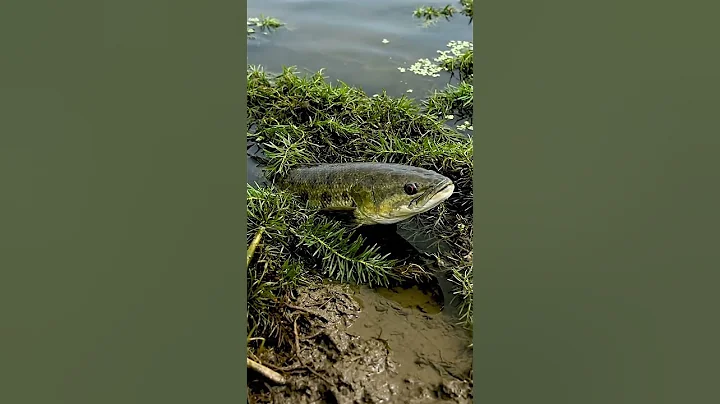 🎣 CRAZY Fish Bite Bait! You WON'T Believe What Happened! 🤯🐟