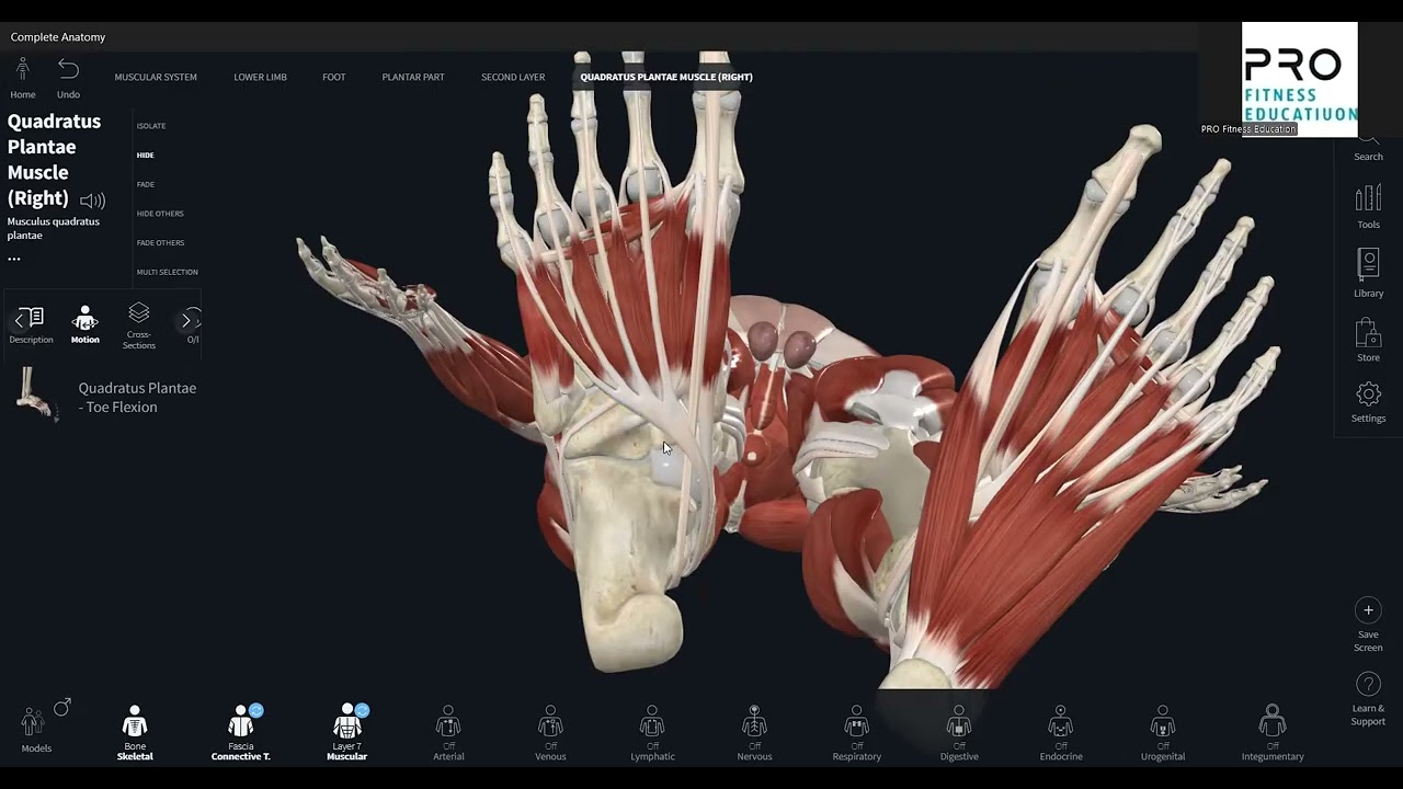 Мышцы стопы. Подошвенная группа. Краткий обзор мышц и упражнения на растяжку.