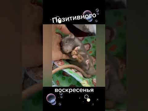Позитивного Воскресенья .#shorts