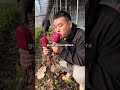 Quando la ragazza Pikmin si è spinta troppo oltre?