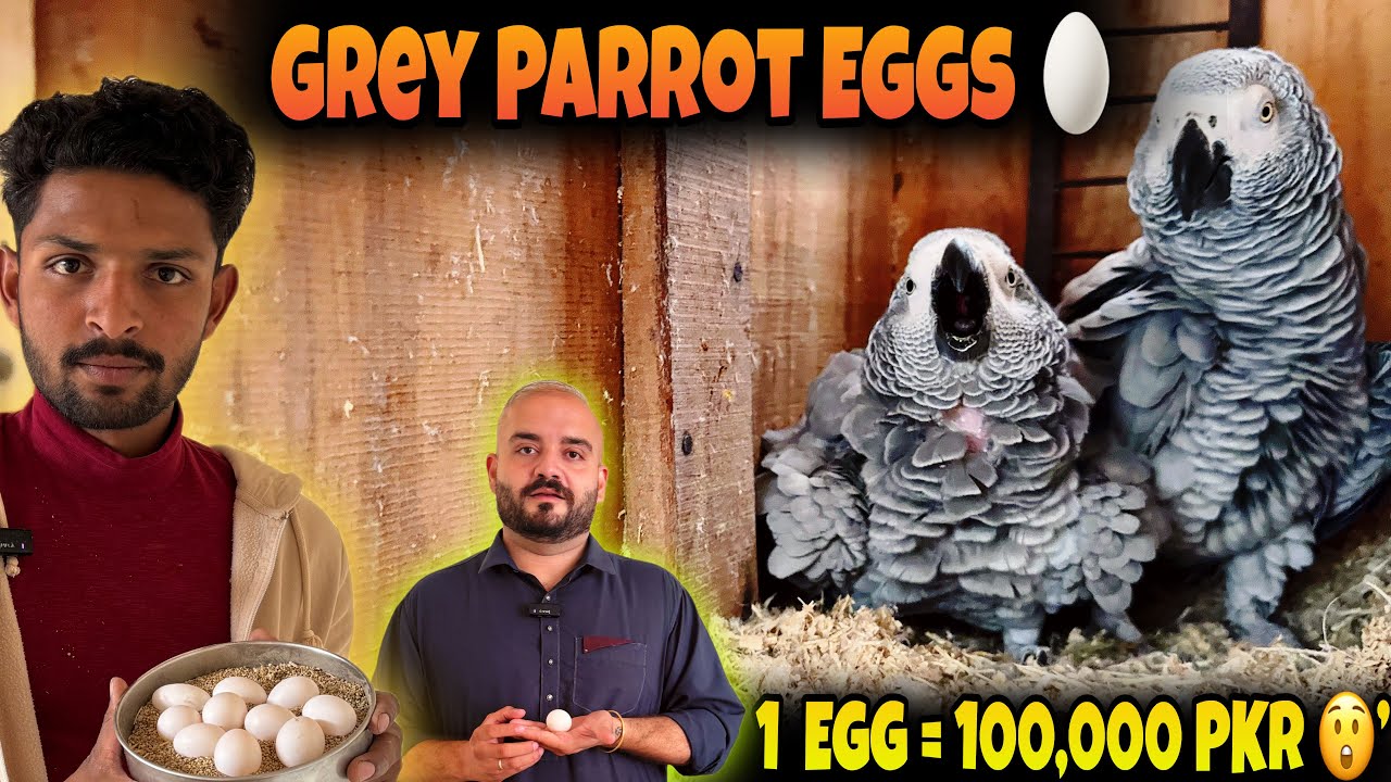 “1 African Grey Parrot Egg Worth 100,000 PKR | Grey Parrot Breeding Success”