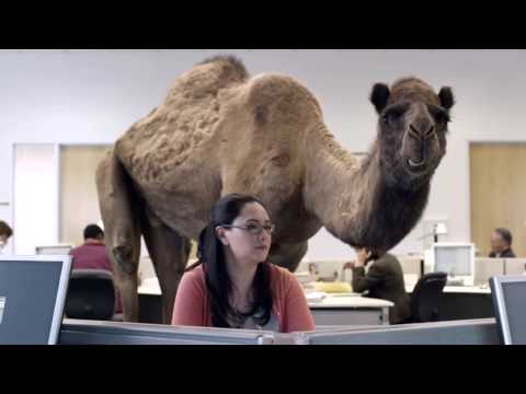 GEICO: Hump Day