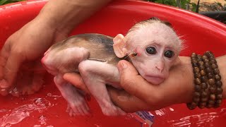 Little monkey Bon is itchy and wants his father to bathe him clean