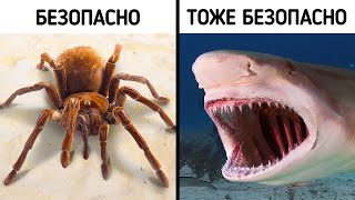 видео: 70+ фактов, которые заставят вас сказать:  картинка: 70+ фактов, которые заставят вас сказать: