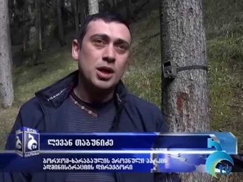 ბორჯომ-ხარაგაულის ეროვნულ პარკში წელს ფოტოხაფანგები დაემატება