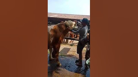 sapi simental indonesia dengan ras kental dari eropa #sapisuper #sapiistimewa