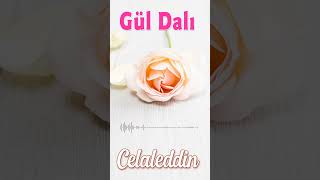 Celaleddin - Gül Dalı  #shorts Resimi