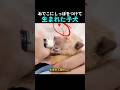 おでこにしっぽをつけて生まれた子犬
