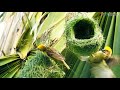 Babui pakhir basha  baya weaver making nest  weaver bird nest