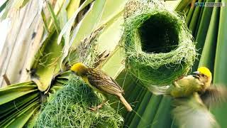 Babui Pakhir Basha || Baya weaver making nest || Weaver bird nest