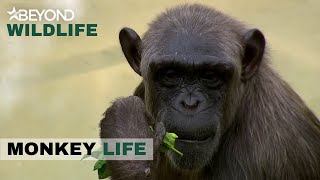 S11E18 | The Passing Of One Of The Parks Iconic Characters | Monkey Life | Beyond Wildlife