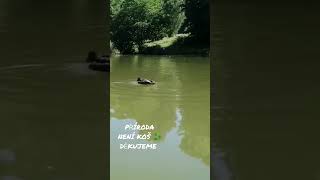 Vegetace - divoká kachna a její mluvící zvuk🦆