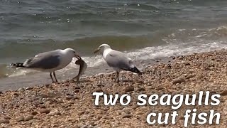 Two seagulls cut fish | The silver martin is a strong and aggressive bird