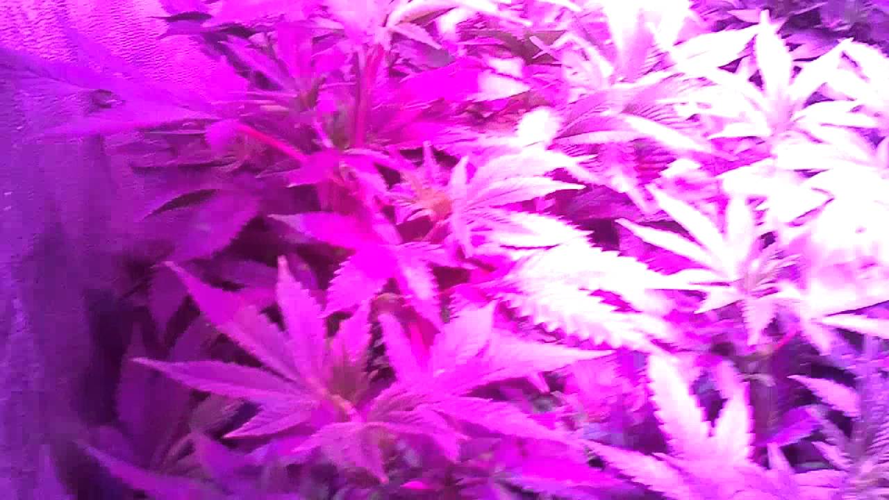 LED Grow