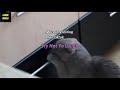 More Interesting Than TikTok Cute Cat Burglar More Interesting Than TikTok Cute Cat Burglar