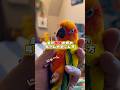 必見⚠️主が地方へ泊まりで仕事の時のインコの過ごし方🏠🦜 #コガネメキシコインコ #セキセイインコ #birds #暮らし #インコ #parrot #暮らしチャンネル