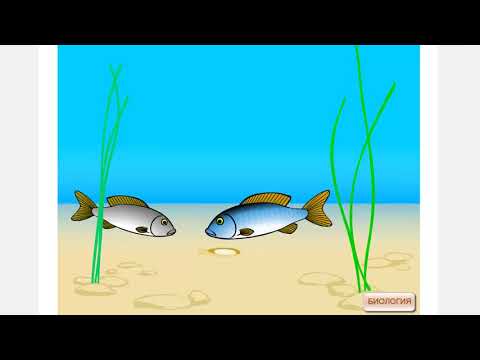 Наружное оплодотворение