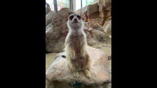 Training Adorable Meerkats