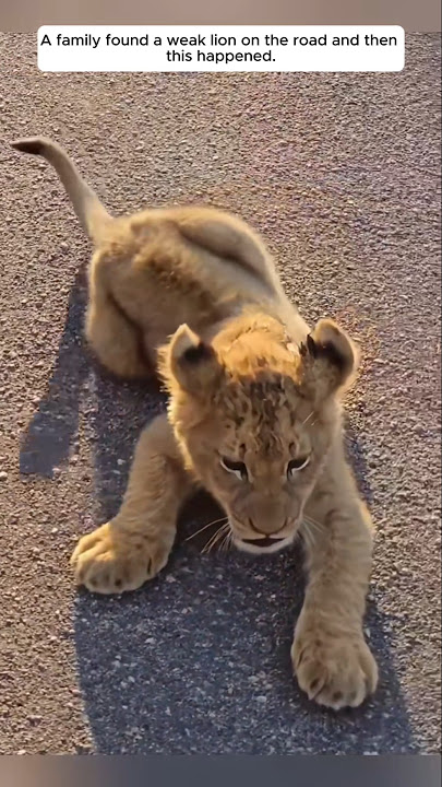 A family found a weak lion on the road and then this happened...