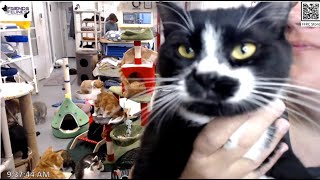Adoption of Mr Mustachio 12-23-2024  Friends of Felines Rescue Center (FFRC)