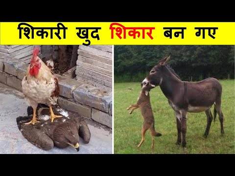 वीडियो: क्या रेयान ने उपलब्धि शिकारी को छोड़ दिया?