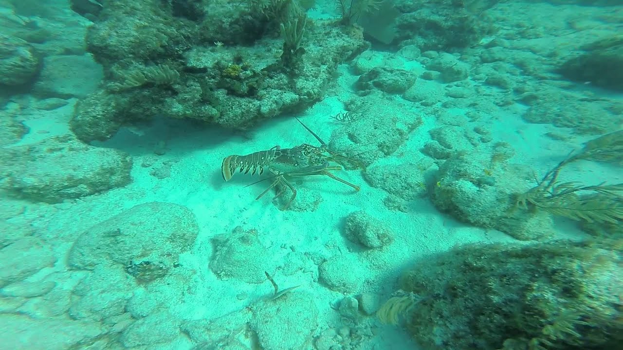 Diving Alligator Reef June 2014 (seamonkeys water sports) YouTube
