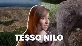 Download Lagu Tesso Nilo dan Krisis Lingkungan di Sumatra MP3