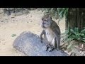 Веселые обезьяны в Таиланде :)
