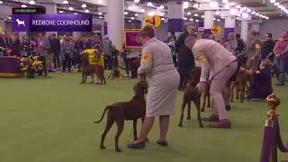 Redbone Coonhounds | Breed Judging 2026