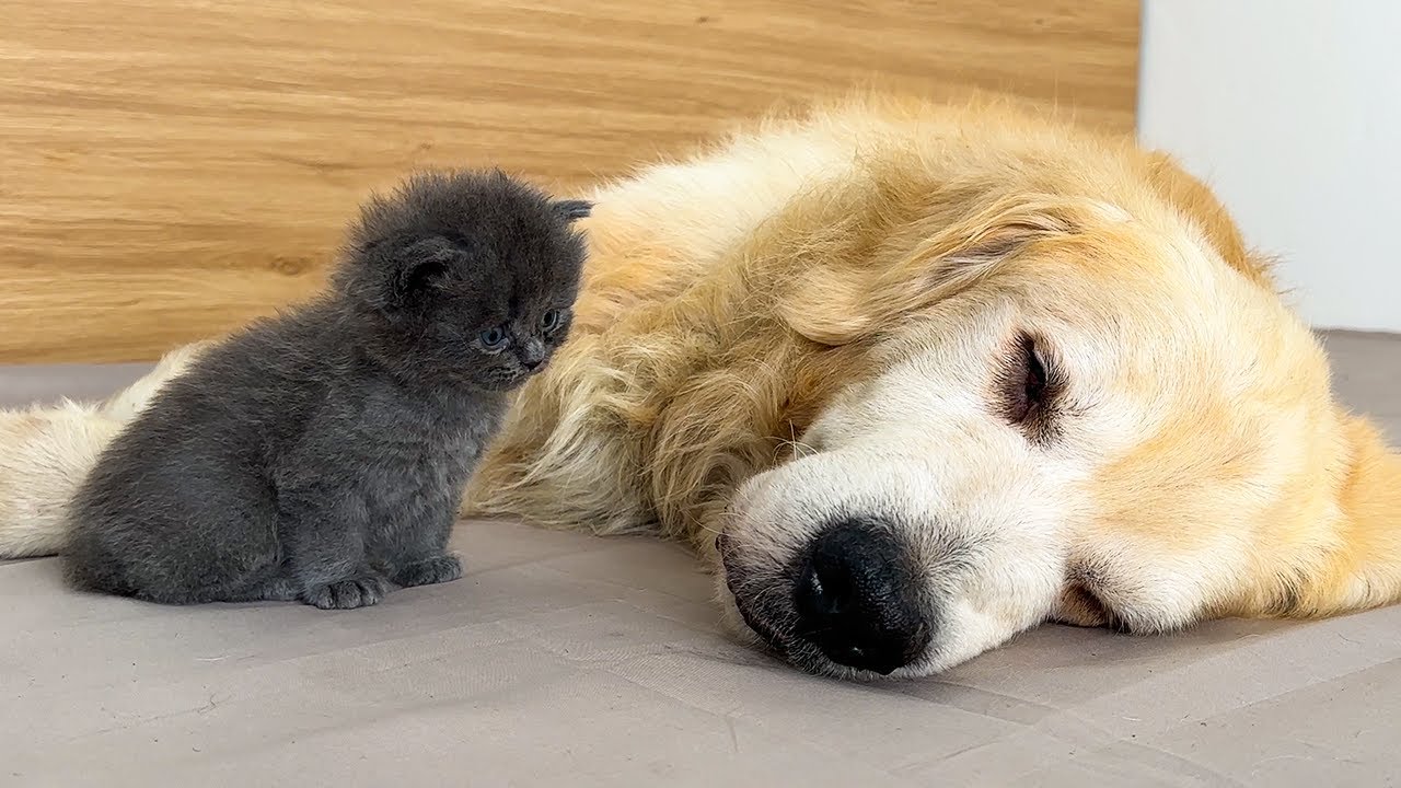 Что делает спасенный котенок, когда видит спящего золотистого ретривера?