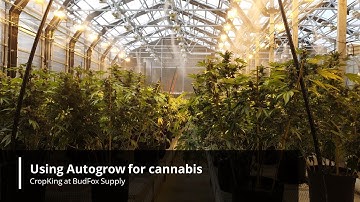 Using Autogrow at Bud Fox for cannabis