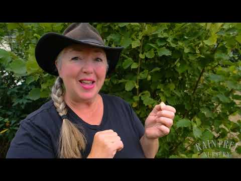 Video: Hoe oogst ik hazelnoten - Tips voor het oogsten van hazelnoten uit struiken