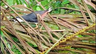 SUARA RINTIHAN BIRAHI RUAK