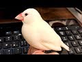 めでたく7歳になった白文鳥