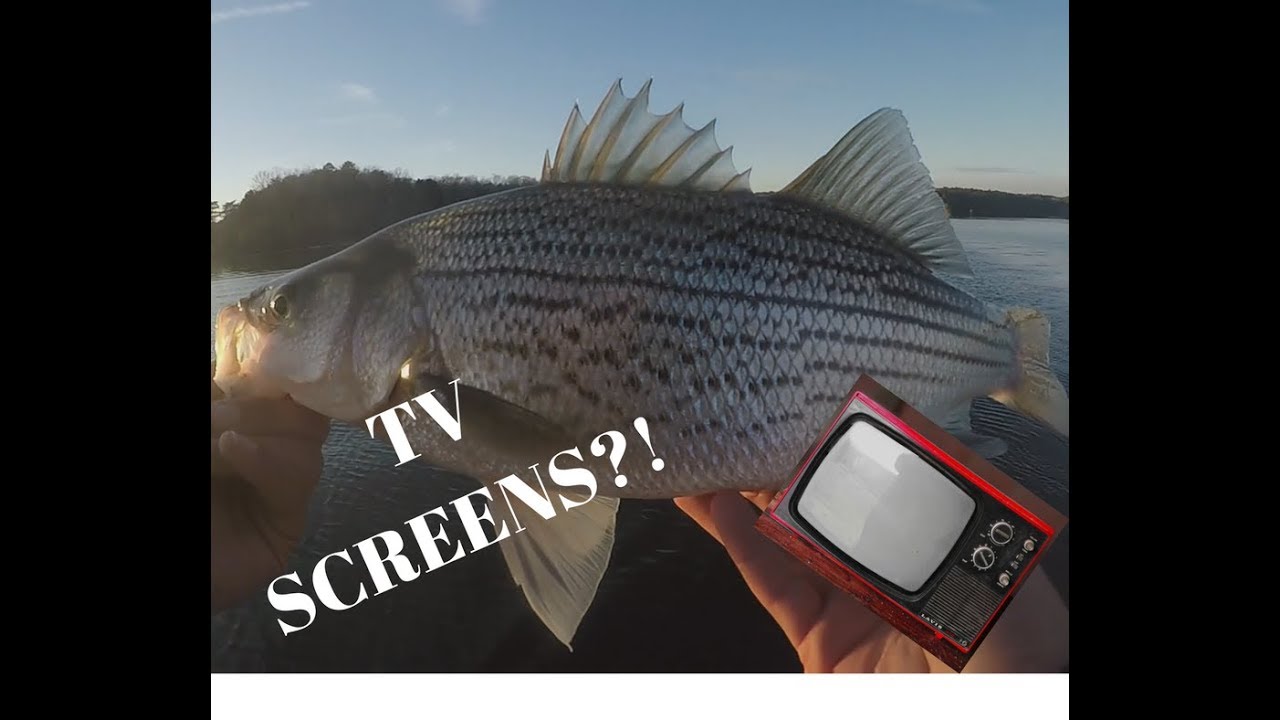 Lake Norman, NC HYBRID Fishing Off of TV SCREENS?!?