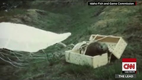 Old video surfaces showing parachuting beavers