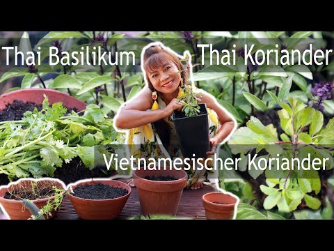 Video: Verwendung von Thai-Basilikum – Erfahren Sie, wie man Thai-Basilikum pflanzt