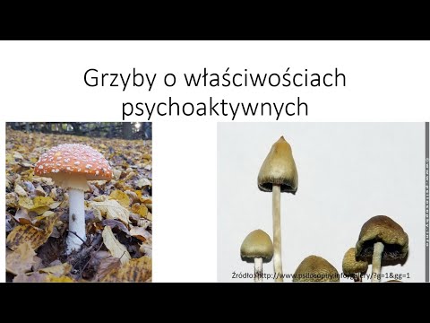 Wideo: Grzyby - Słownik Terminów Medycznych